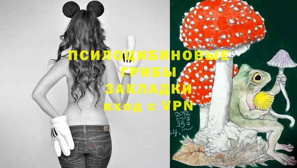 стафф Михайловск